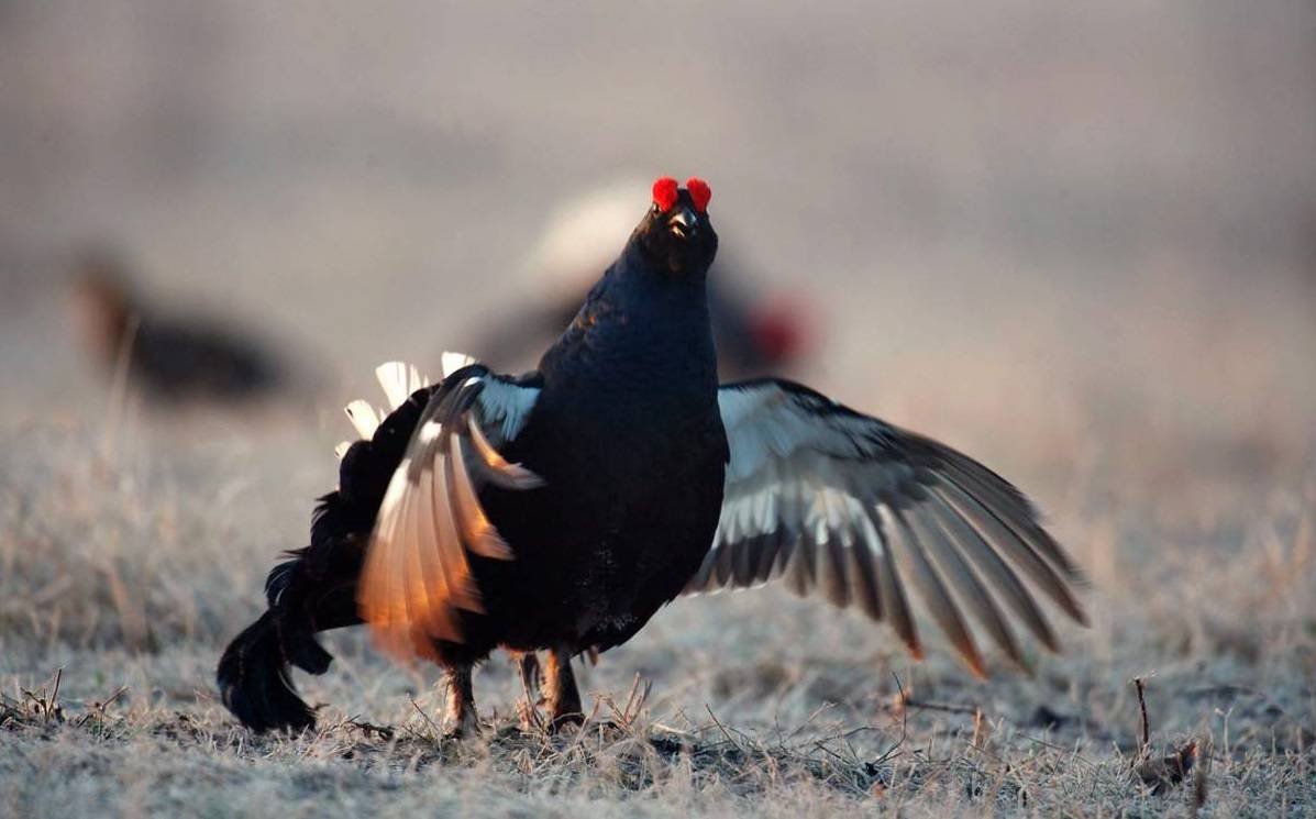 Сибирский тетерев Косач