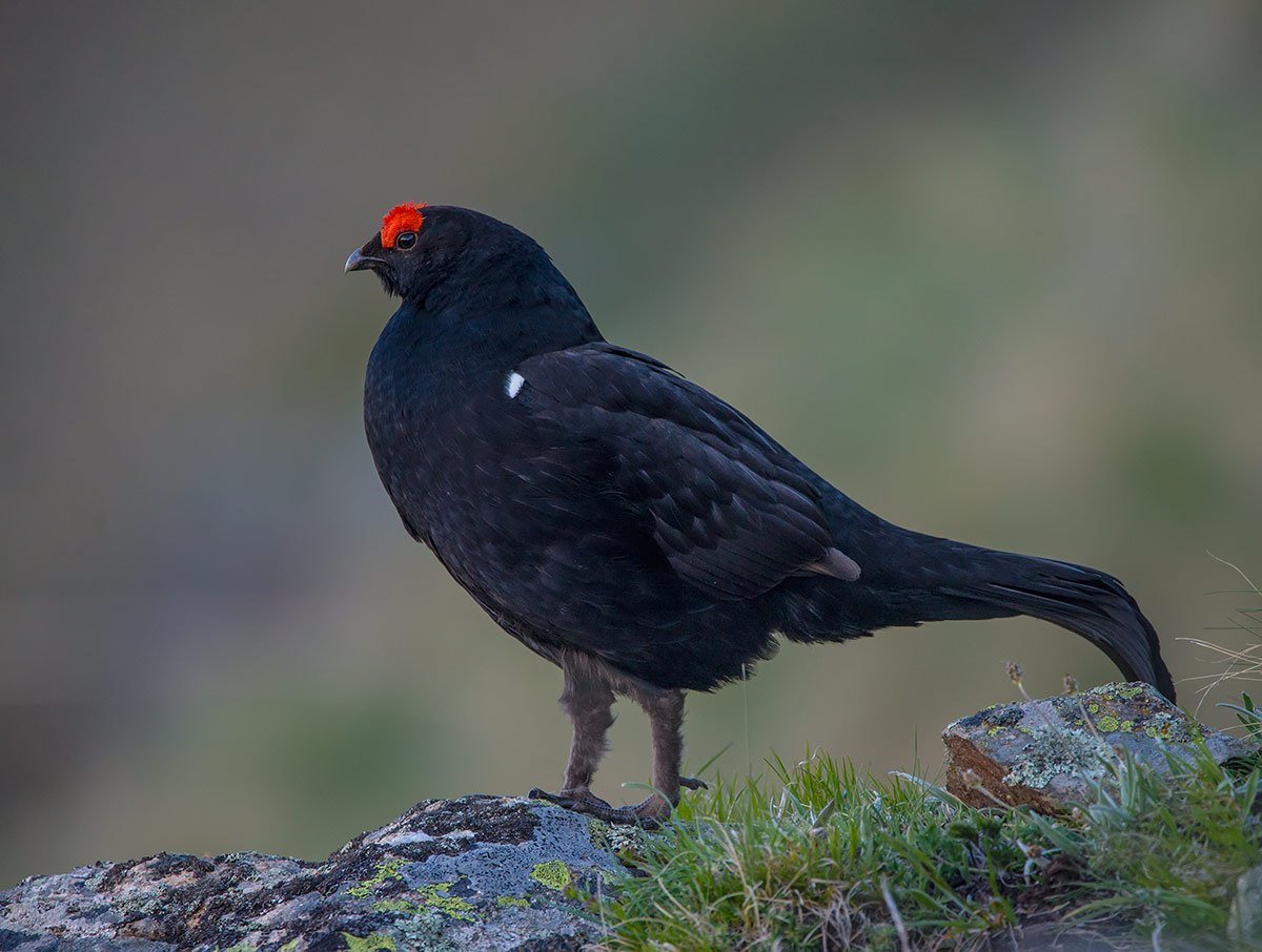 Тетерев-Косач Урал