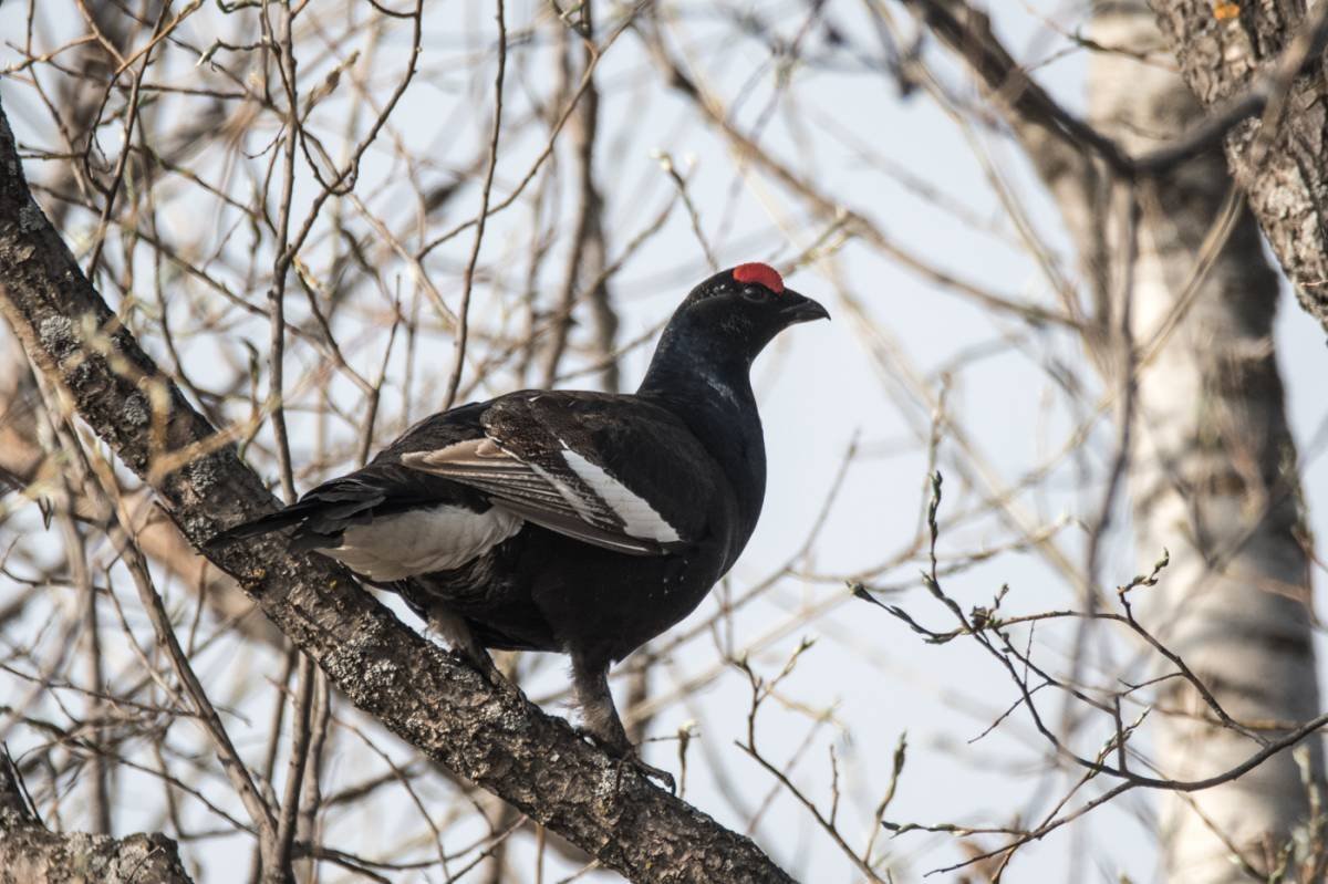 Greater Sage Grouse