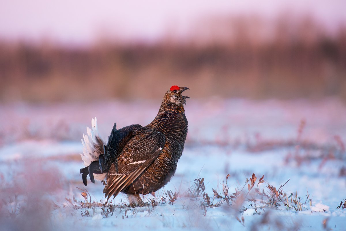 Терентий тетерев птица