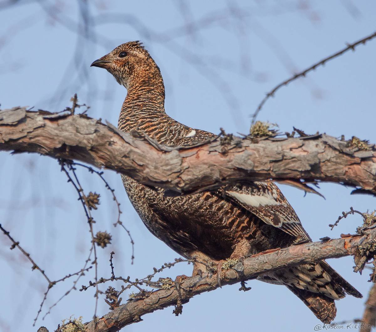 Дегтев картина Глухарь