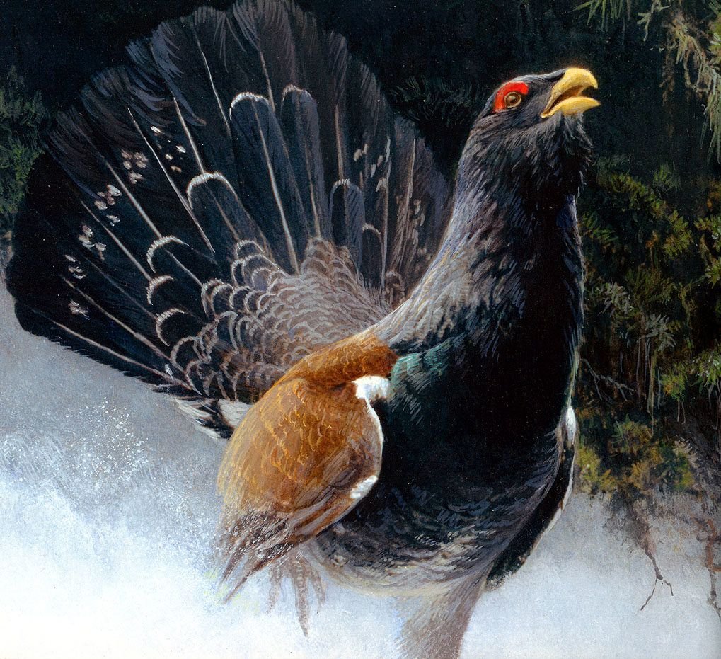 Тетерев птица картинки