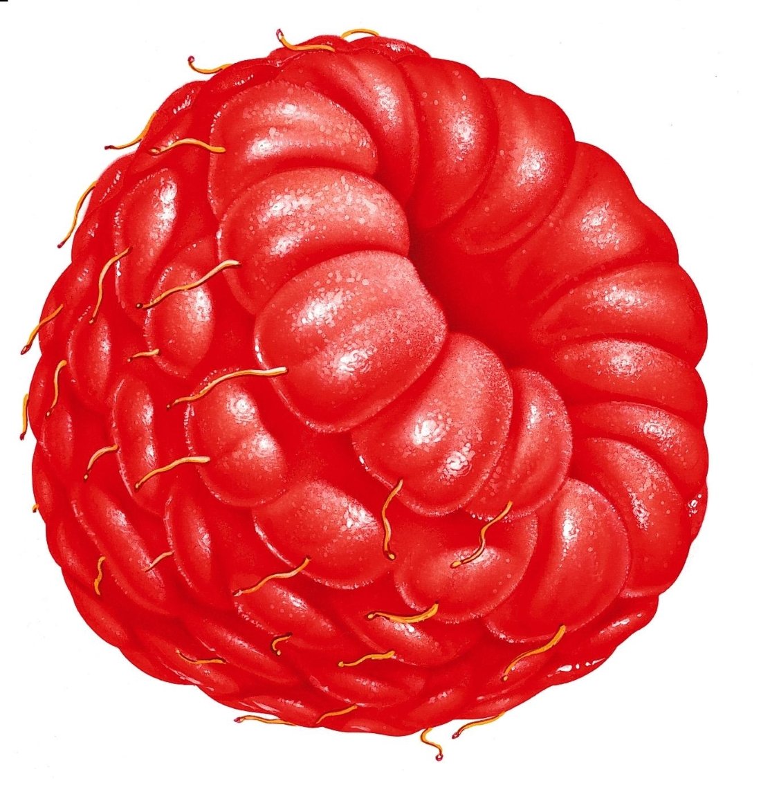 Красный бант