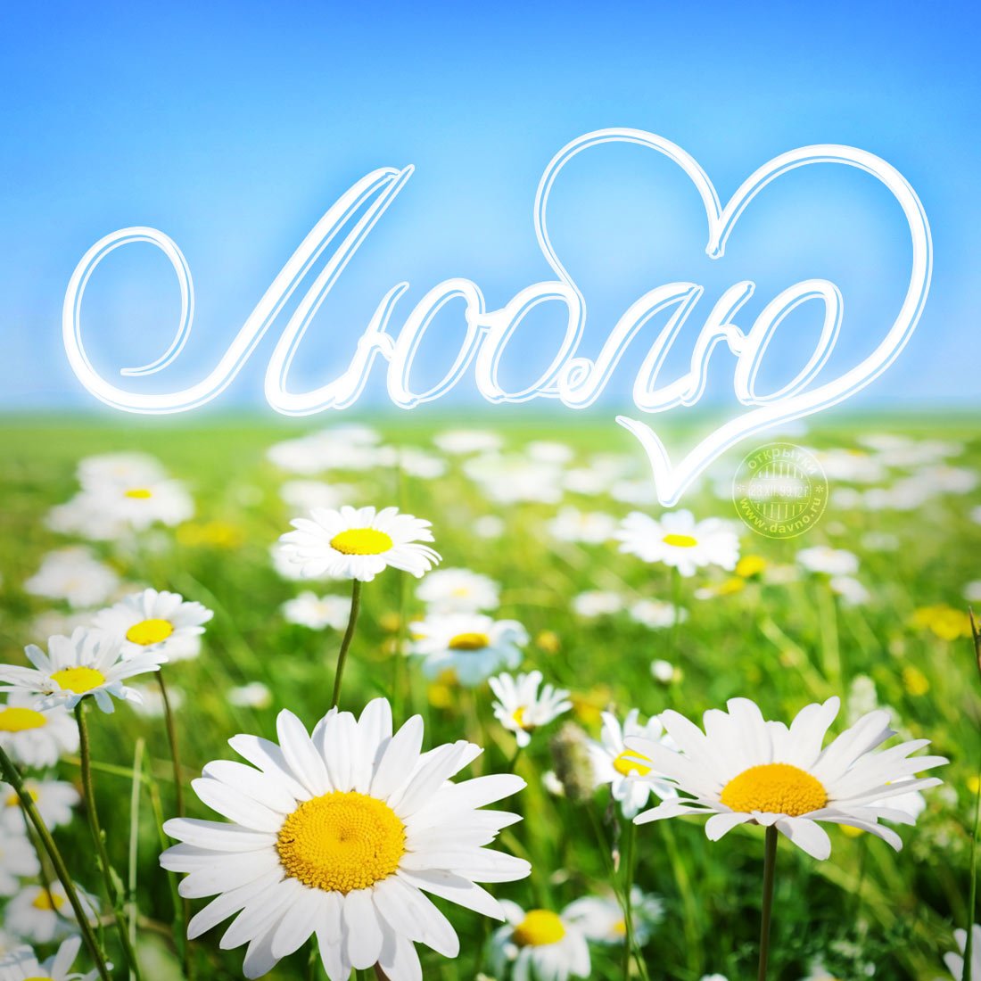 Люблю ромашки