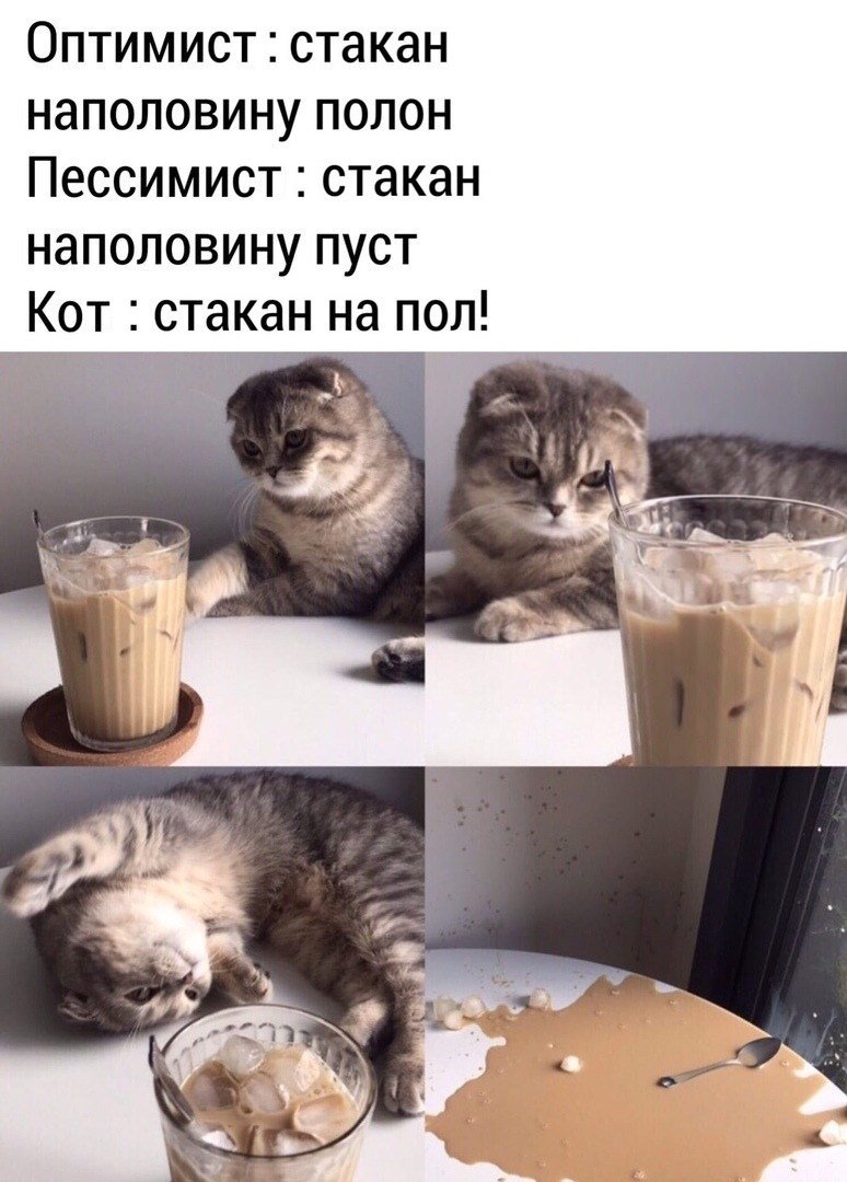 Кот реалист