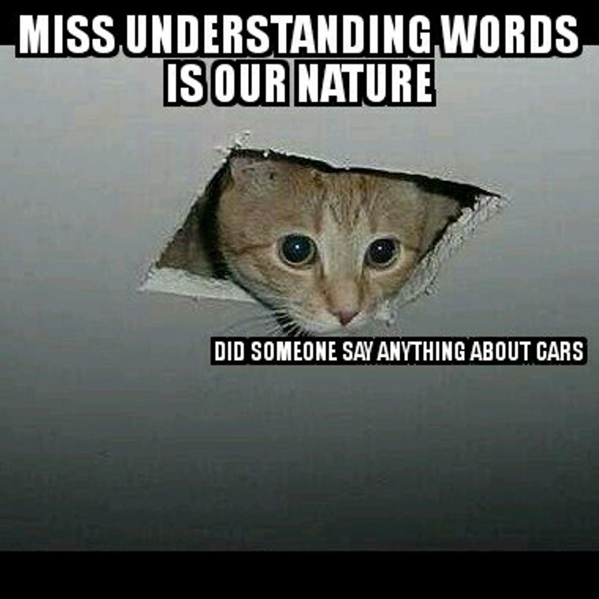 Кот с матами