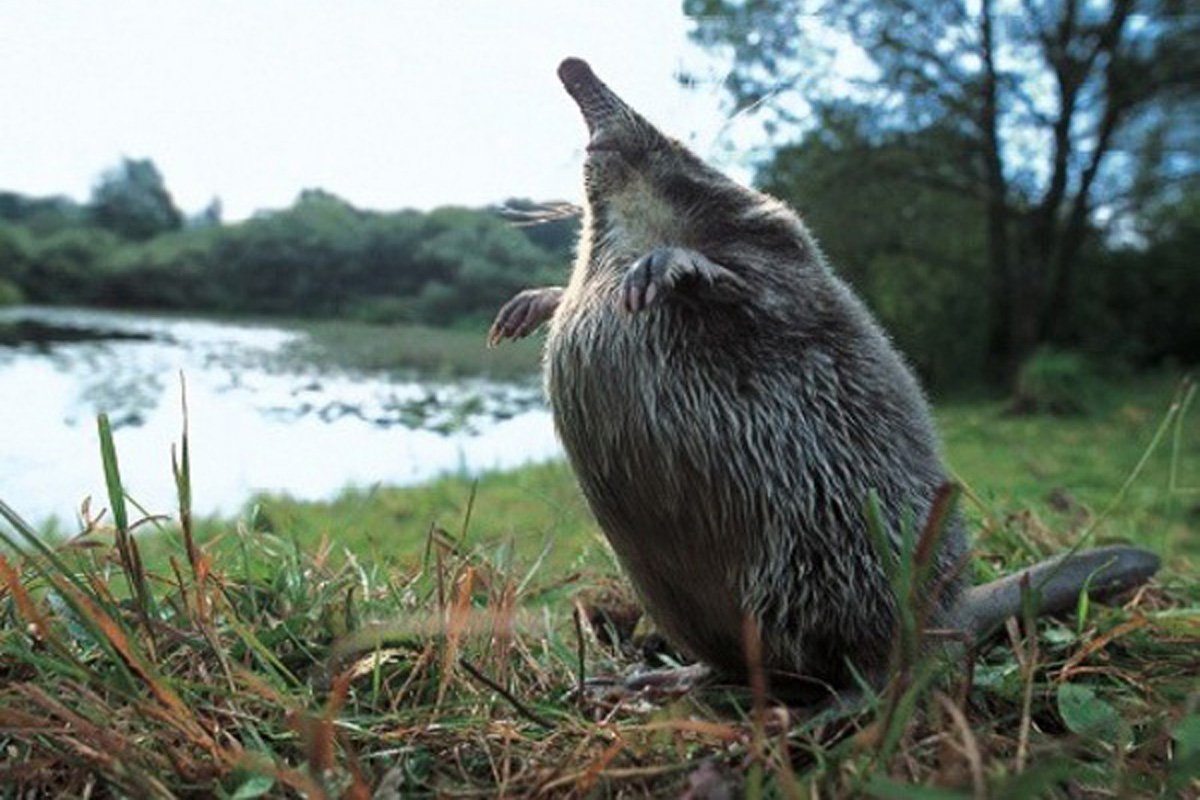 Астраханский заповедник выхухоль