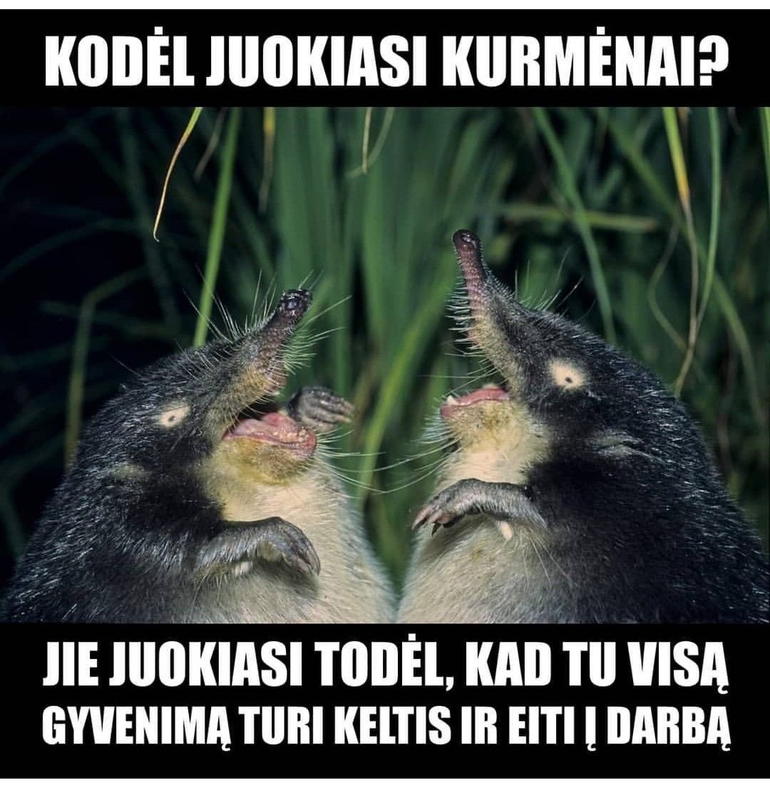 Выхухоль смешная