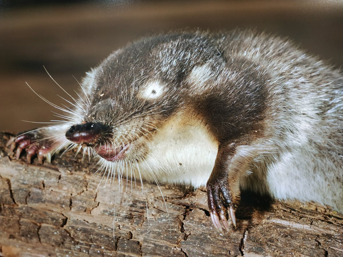 Русская выхухоль фото