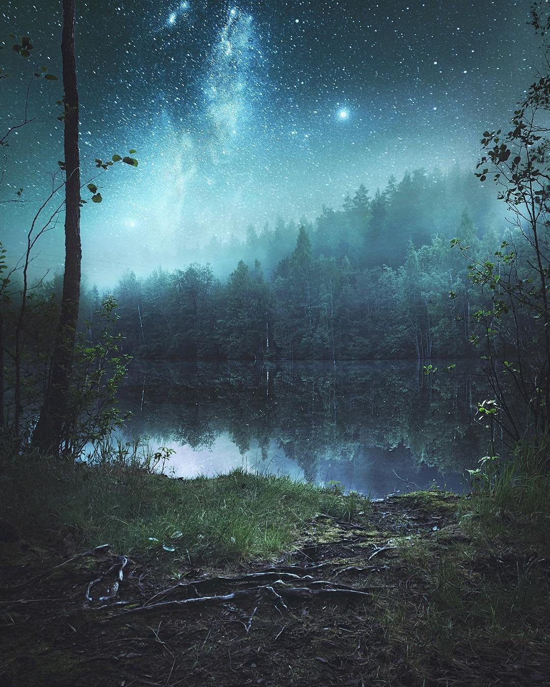 Дремучий еловый лес