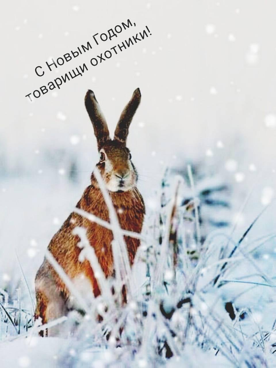 Доброе утро зайцы в зимнем лесу