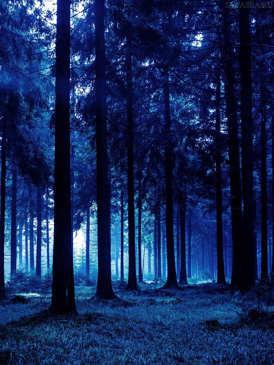 Ночная природа