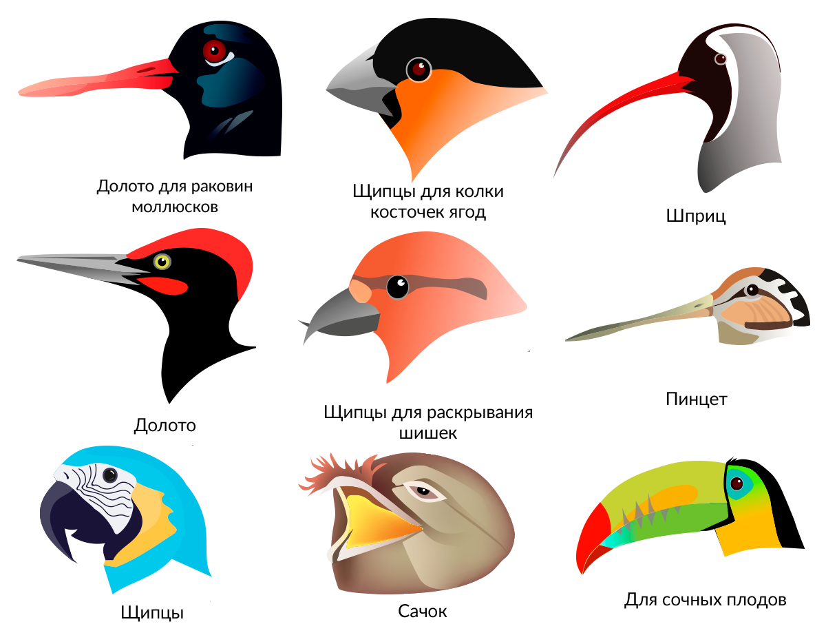 Разные клювы у птиц
