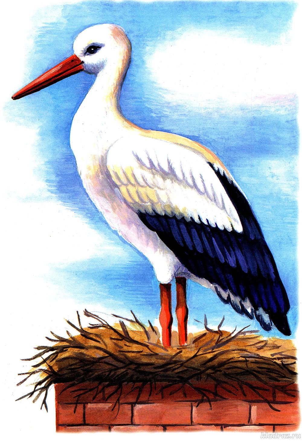 Аист Перелетная птица