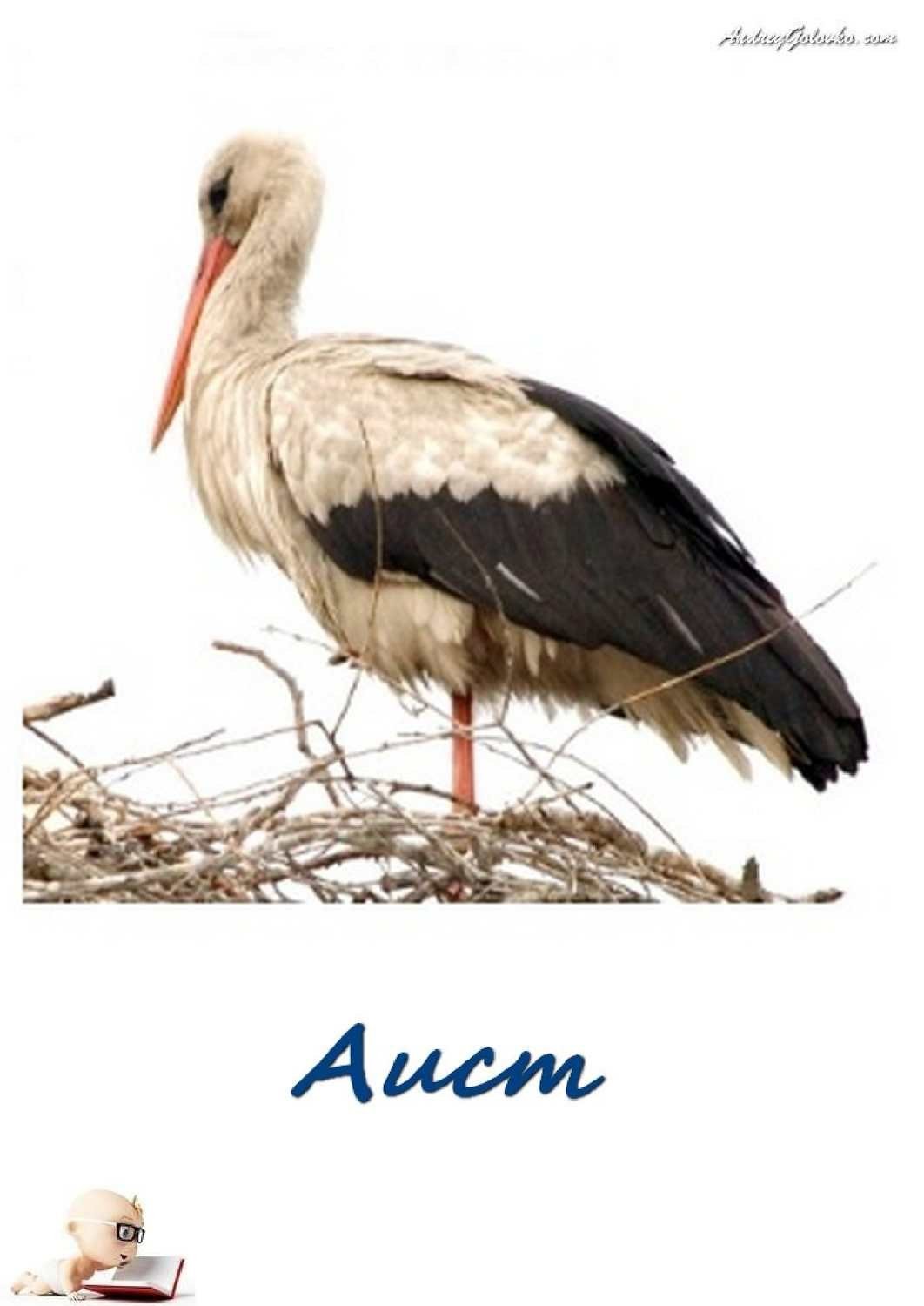 Перелетные птицы Аист для детей