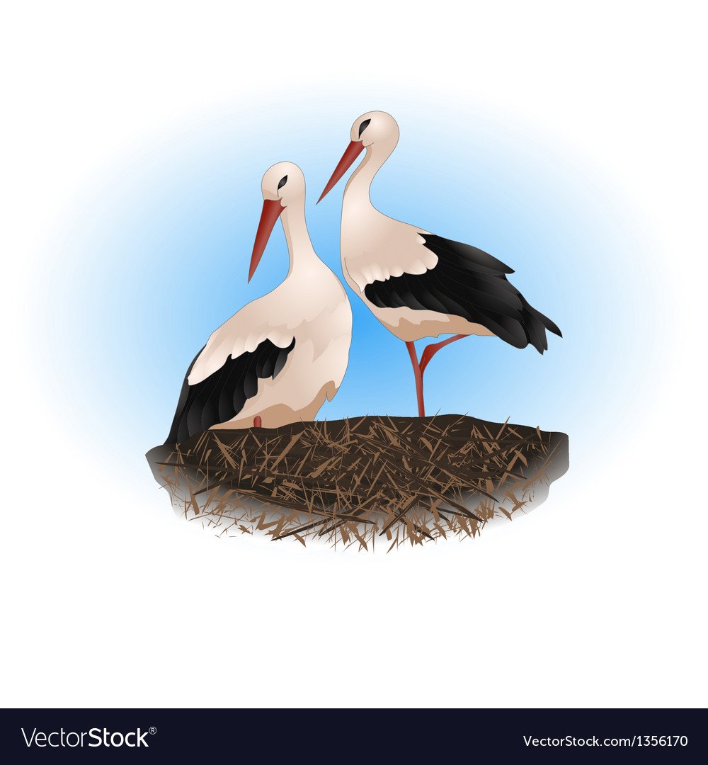 Гнездо аиста на прозрачном фоне