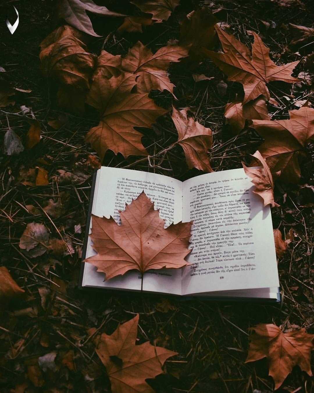 Осенние листья Эстетика