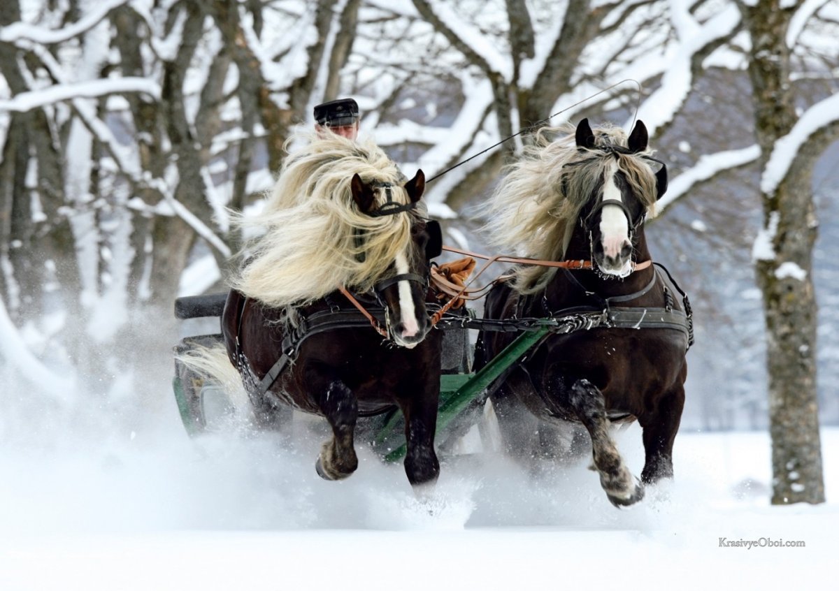 Две лошади в упряжке