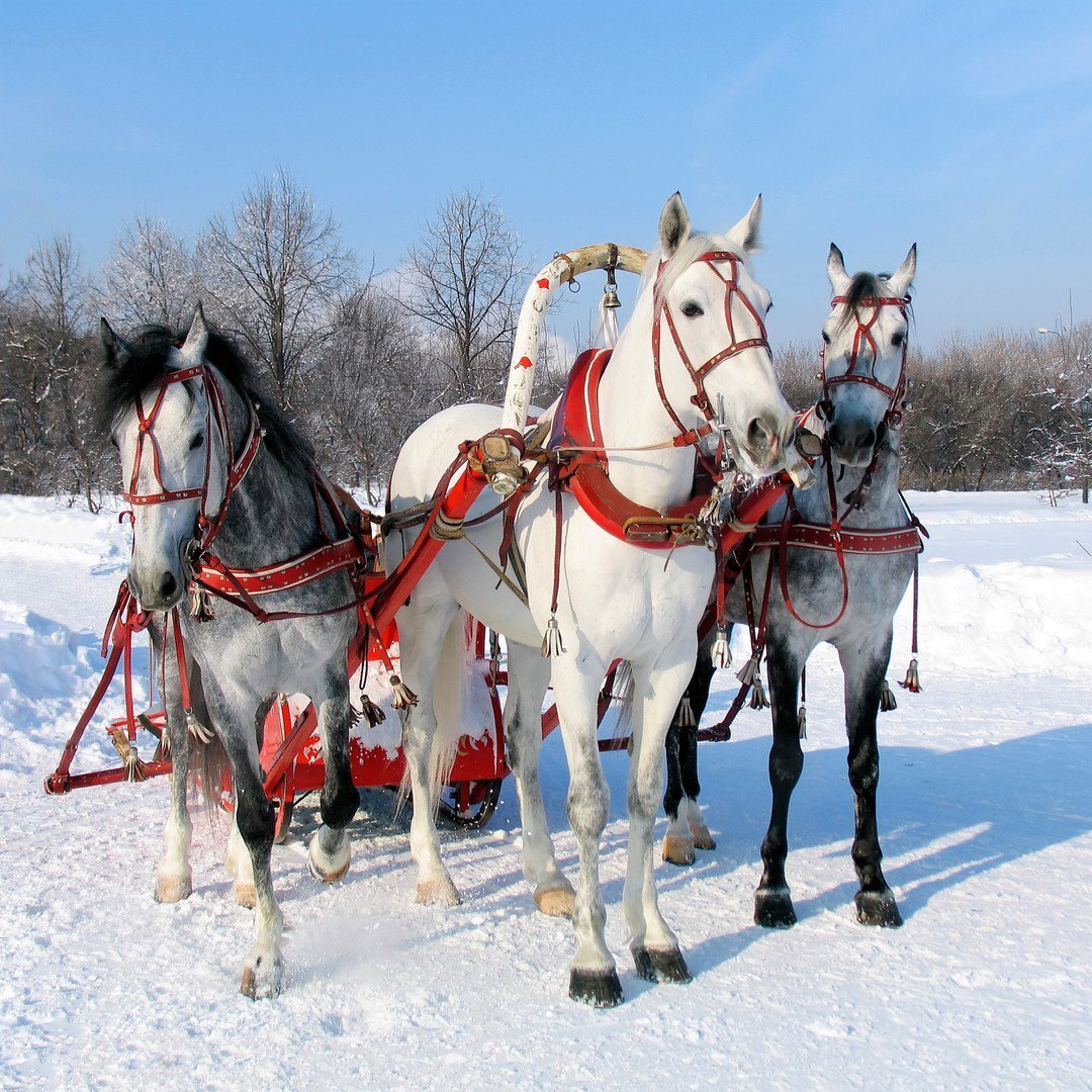 Конная упряжка тройка