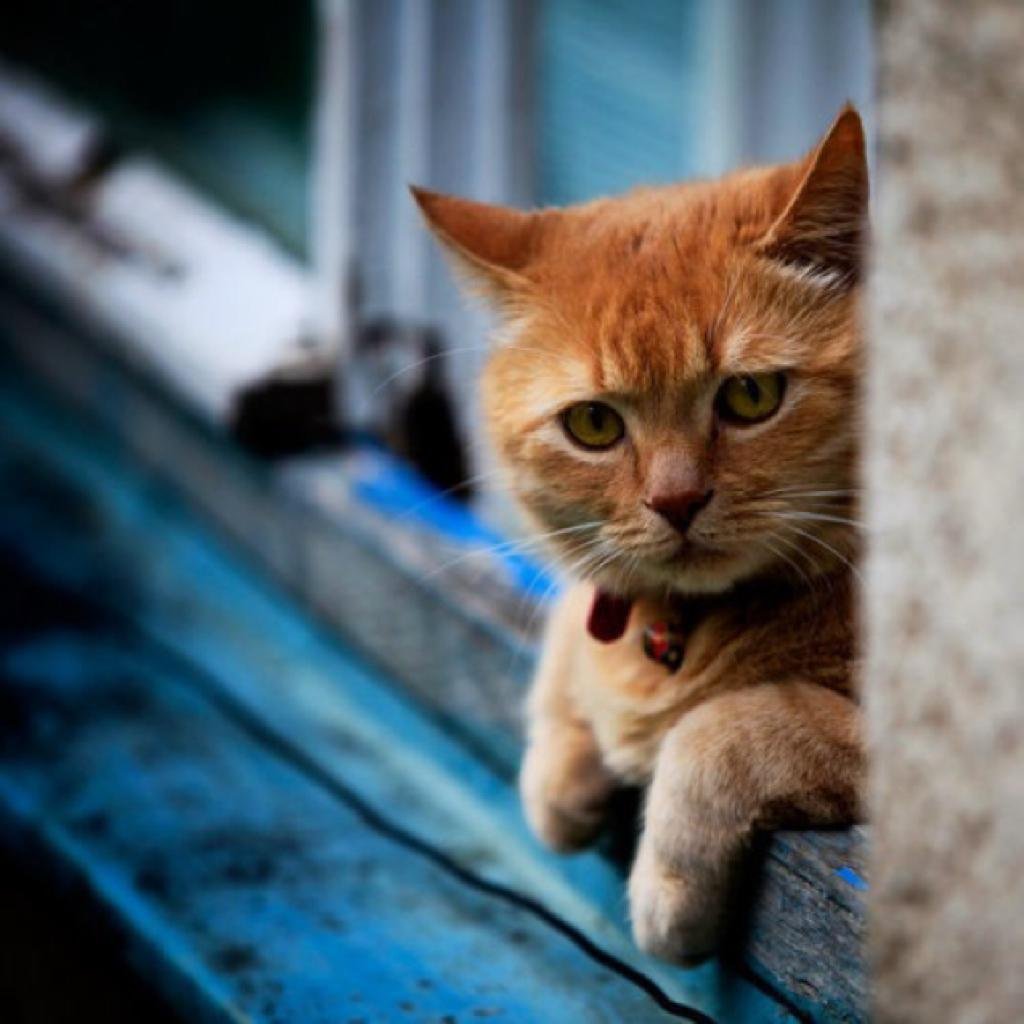 Скучающий рыжий кот