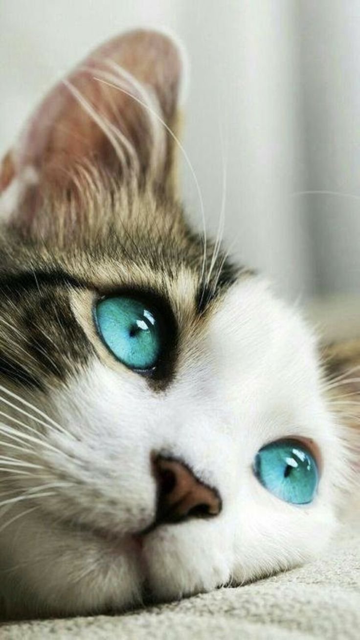 Кошечка скучает