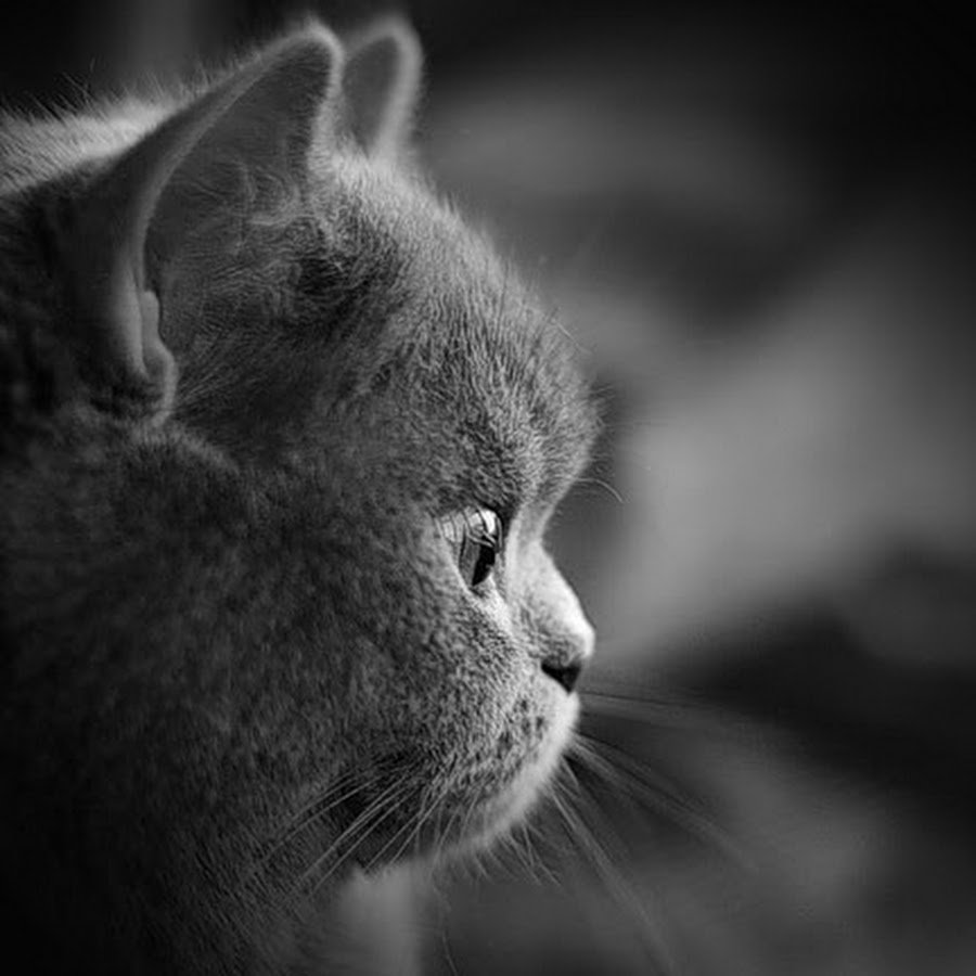 Скучаю анимация