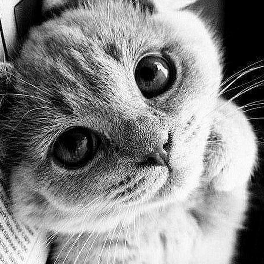 Котики грустные и милые