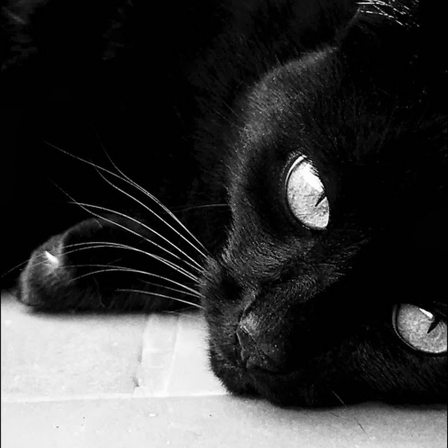 Грустная черная кошка