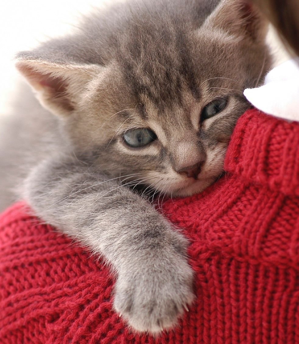 Детеныш кошки