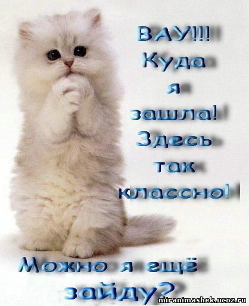 Грустный котенок