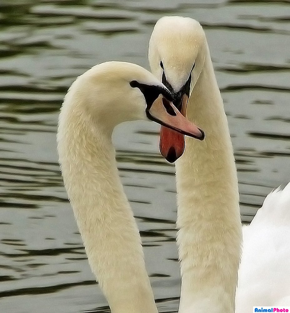 Лебеди влюбленная пара