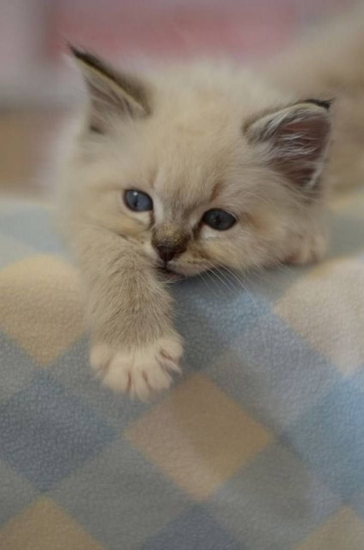 Котик скучает картинки