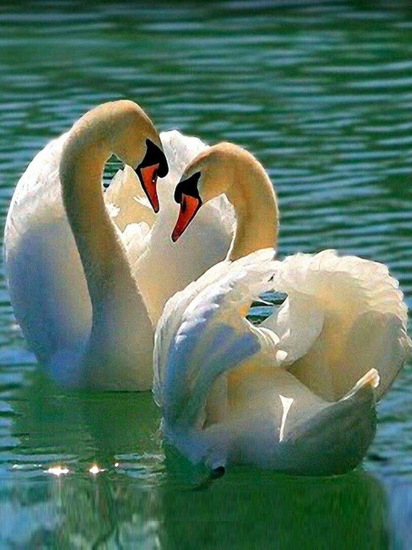 Лебеди картинки