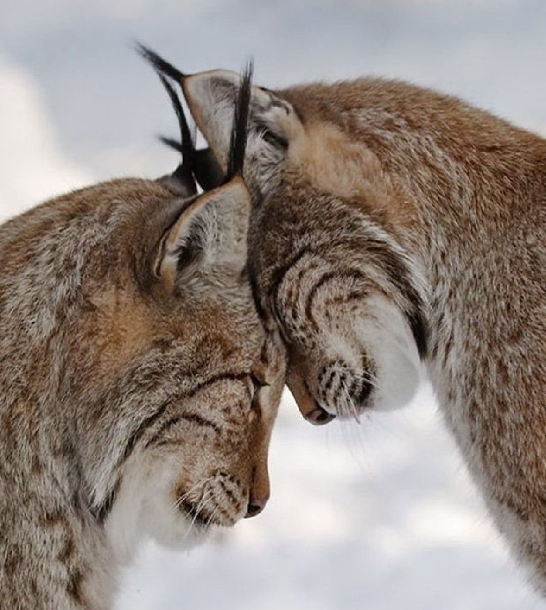 Нежность животных