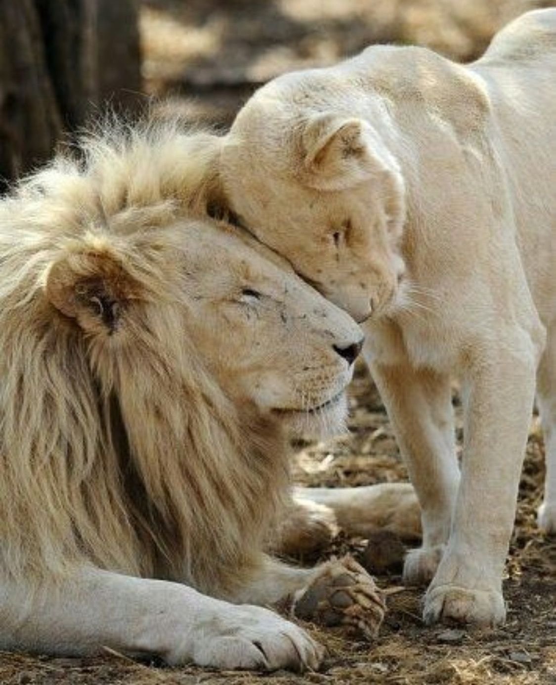 Леви львица