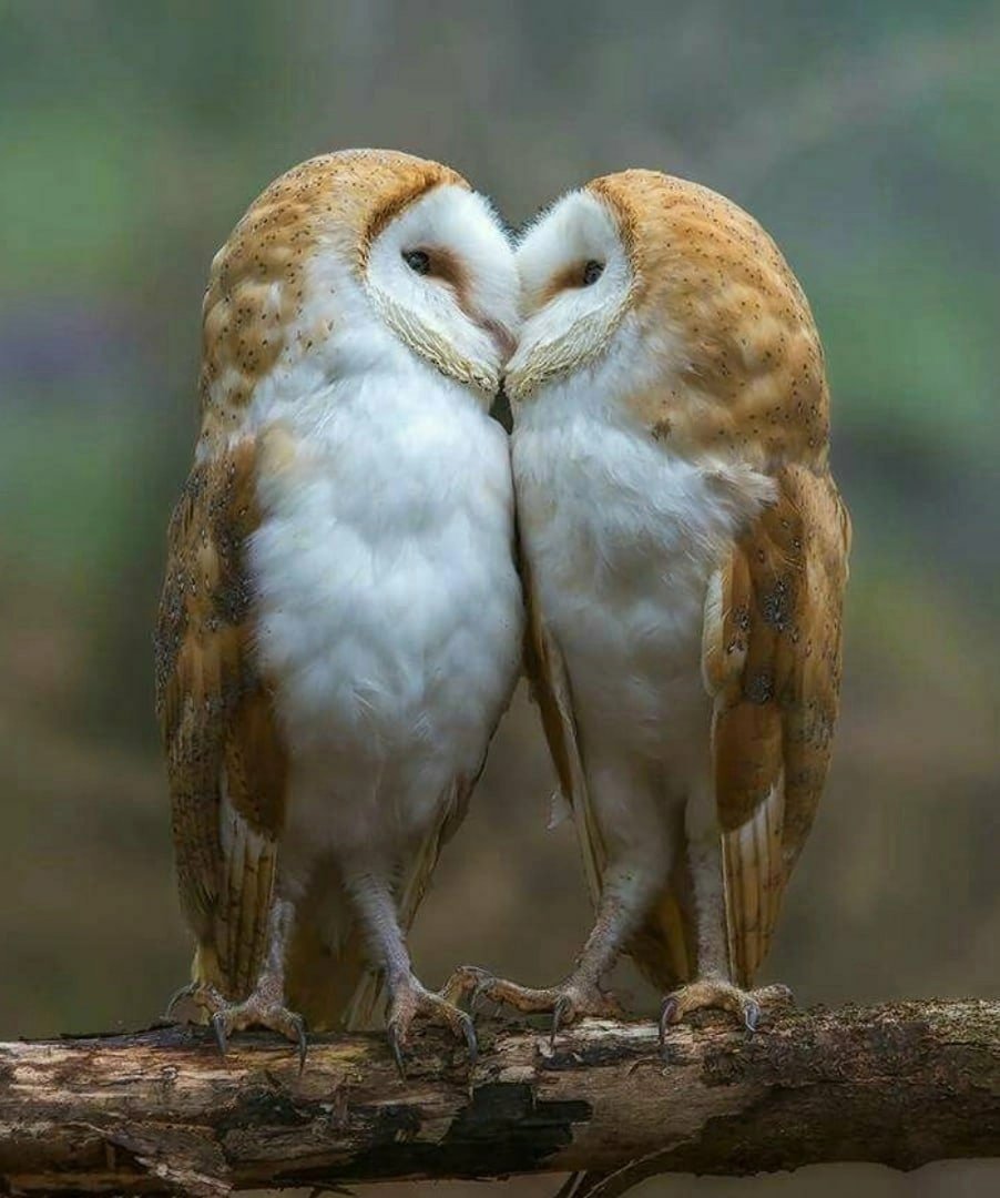 Сова-сипуха пары