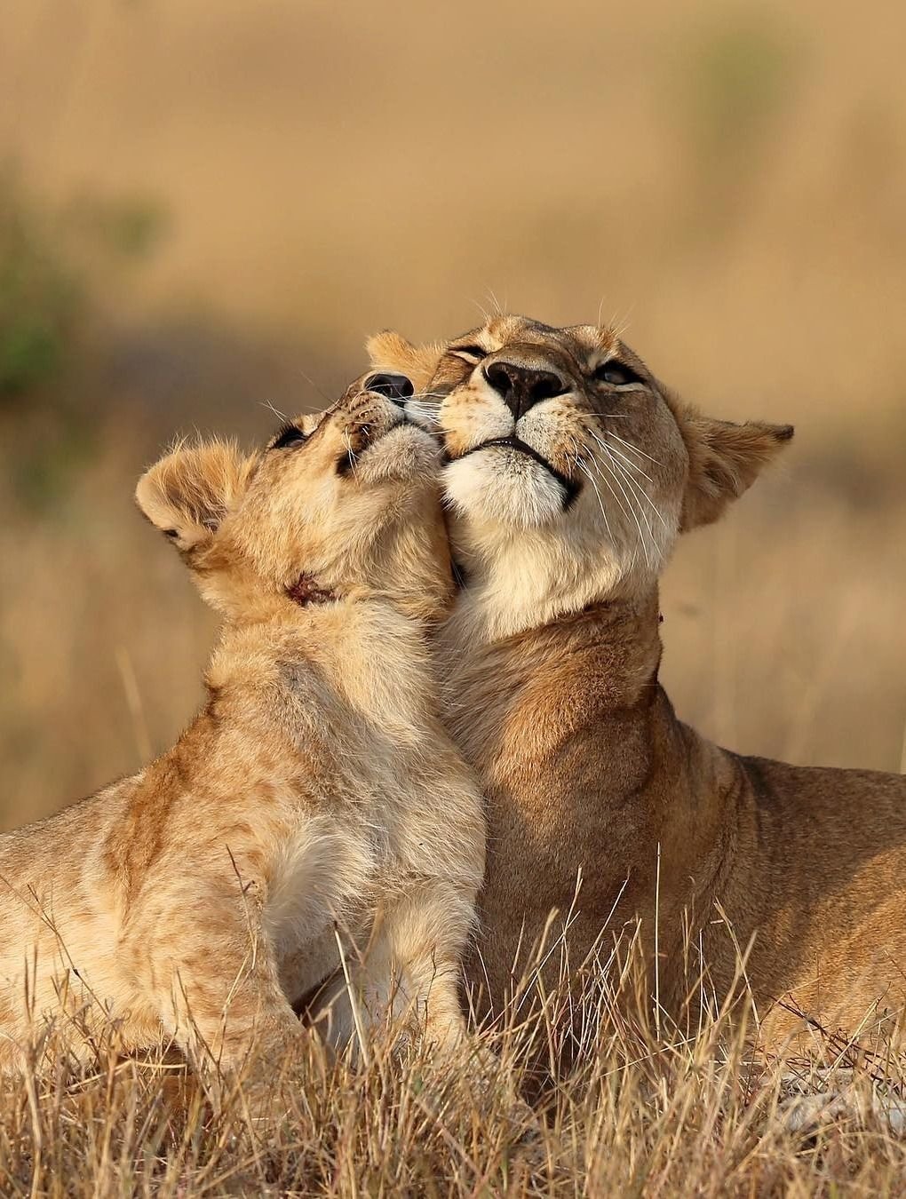 Нежность животные