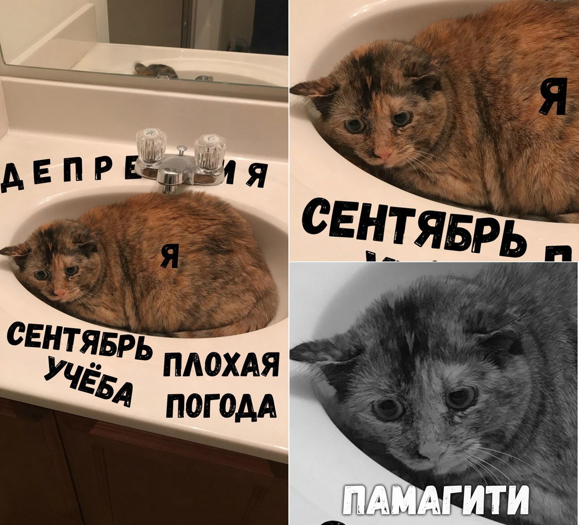 Смешные картинки памагити