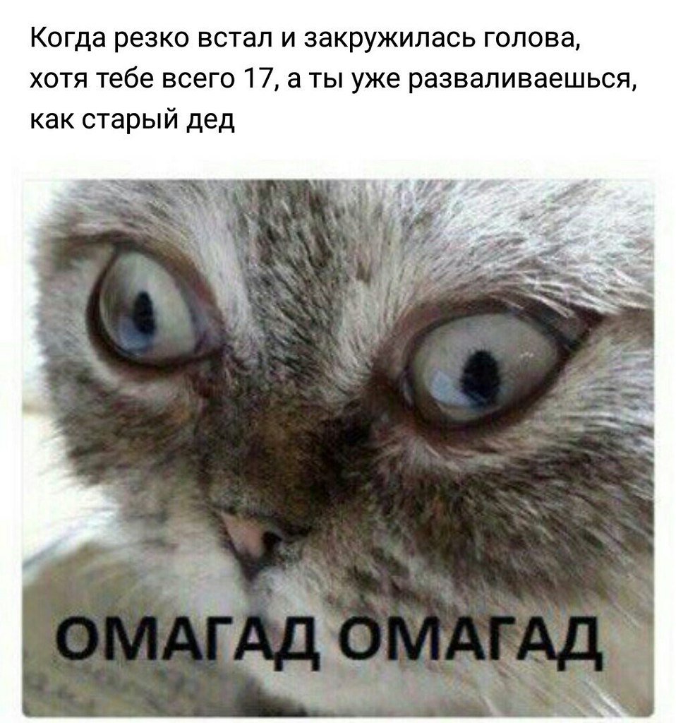 Омагад омагад кот