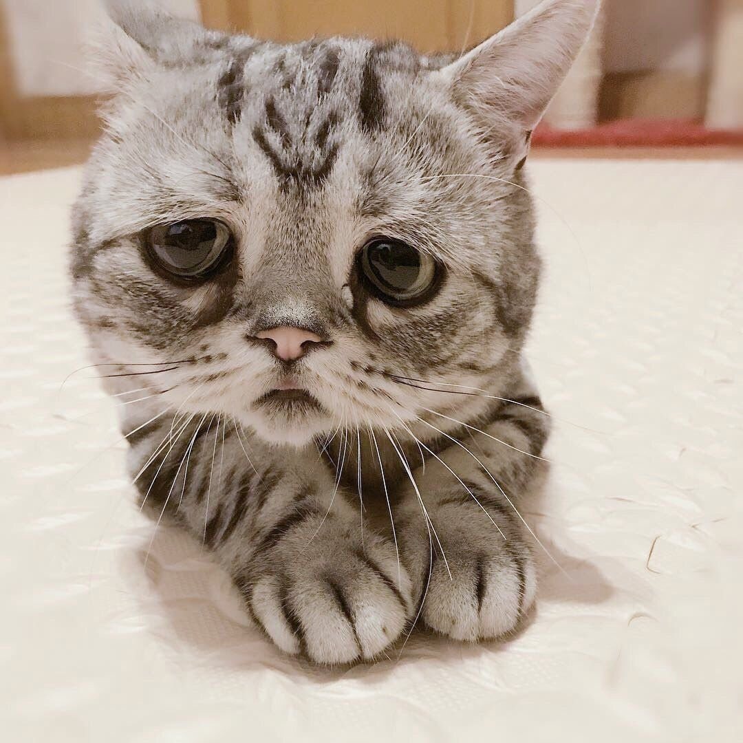 Рожай котят говорили они котята цветы жизни говорили они