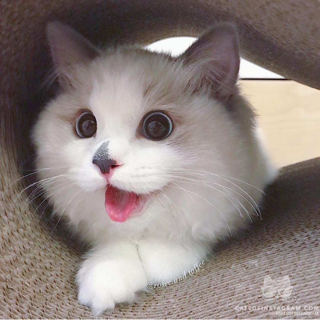 Чихуахуа с накрашенными бровями