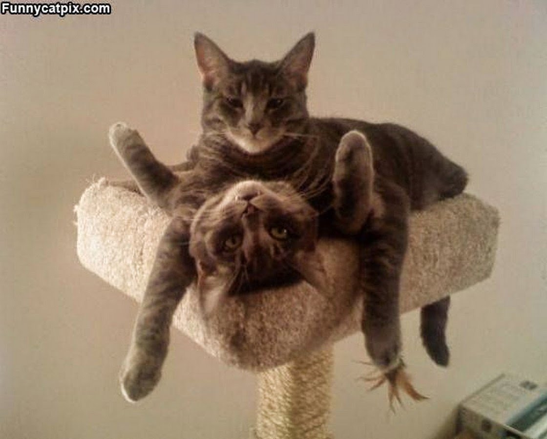 Котик со шпагой и шляпой