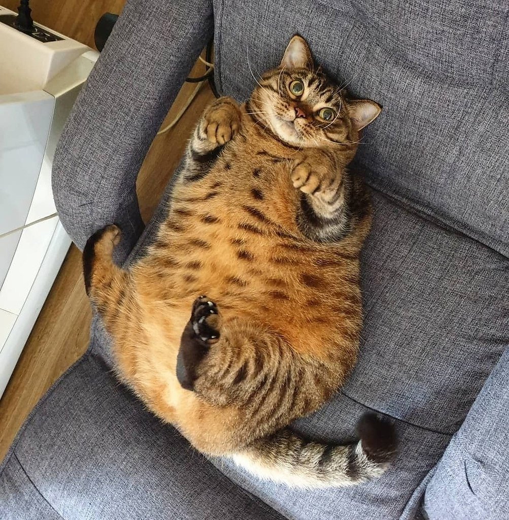 Плачущий кот