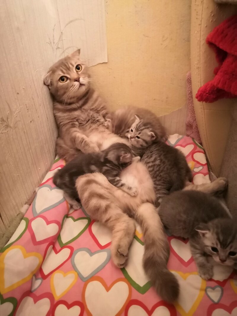 Морской котик смешной