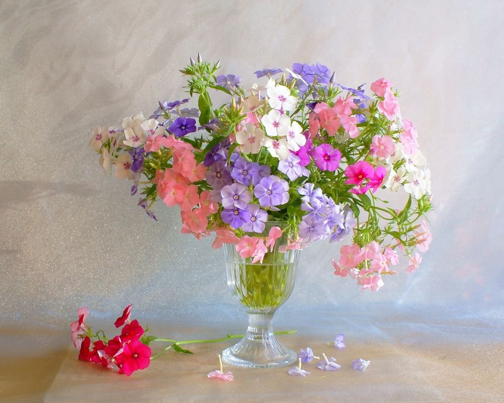 Цветы Флоксы букет