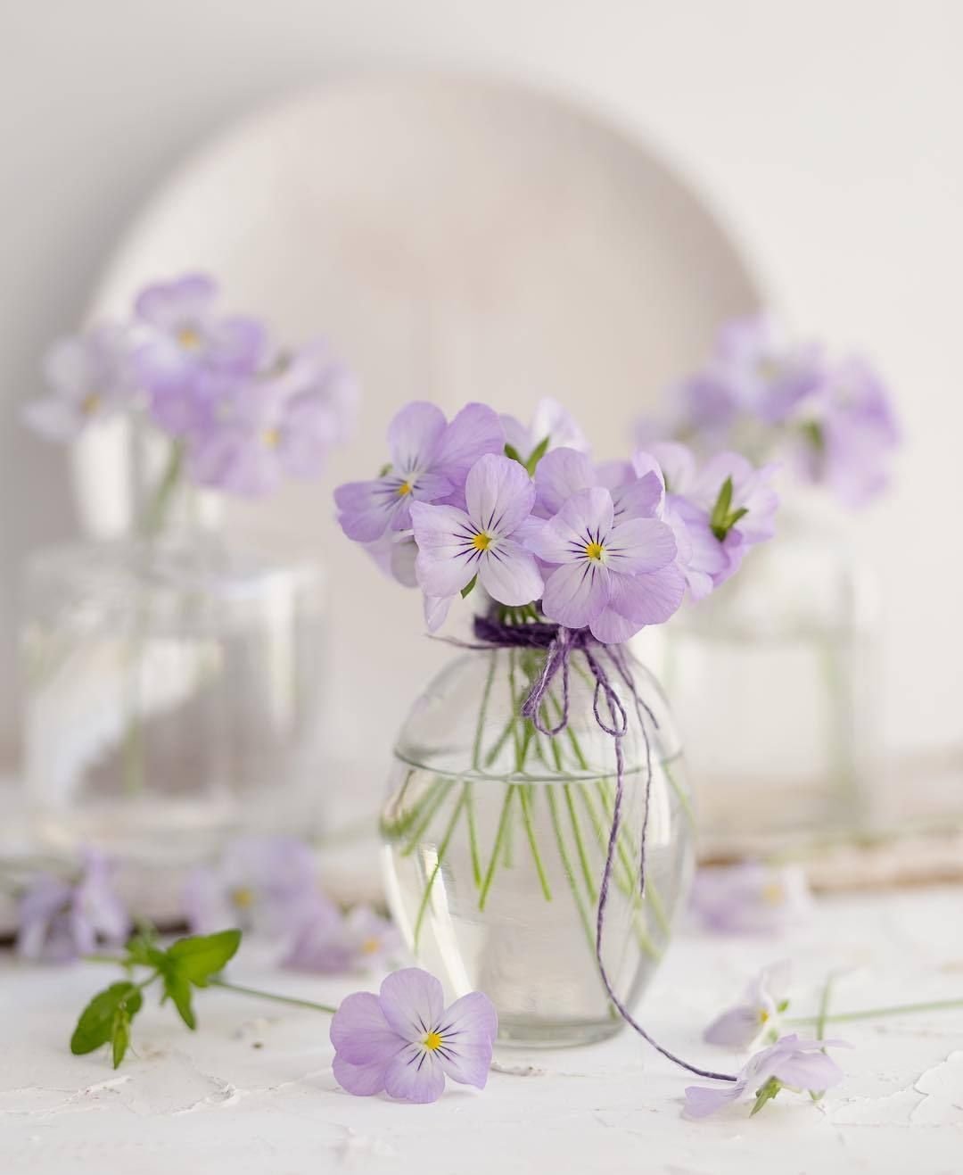 Анютины глазки флорист