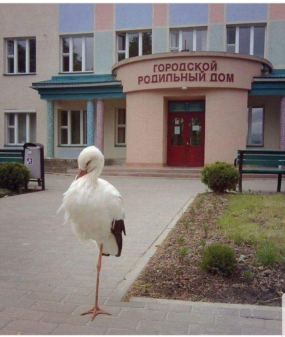 Картинка роддом прикольная