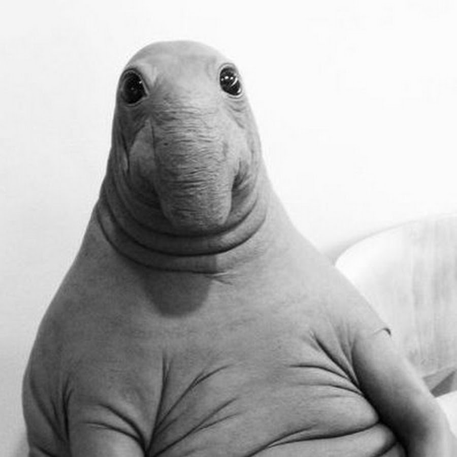 Ждун картинка для ватсап