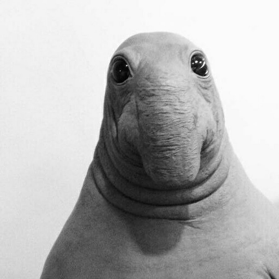 Ждун стикер