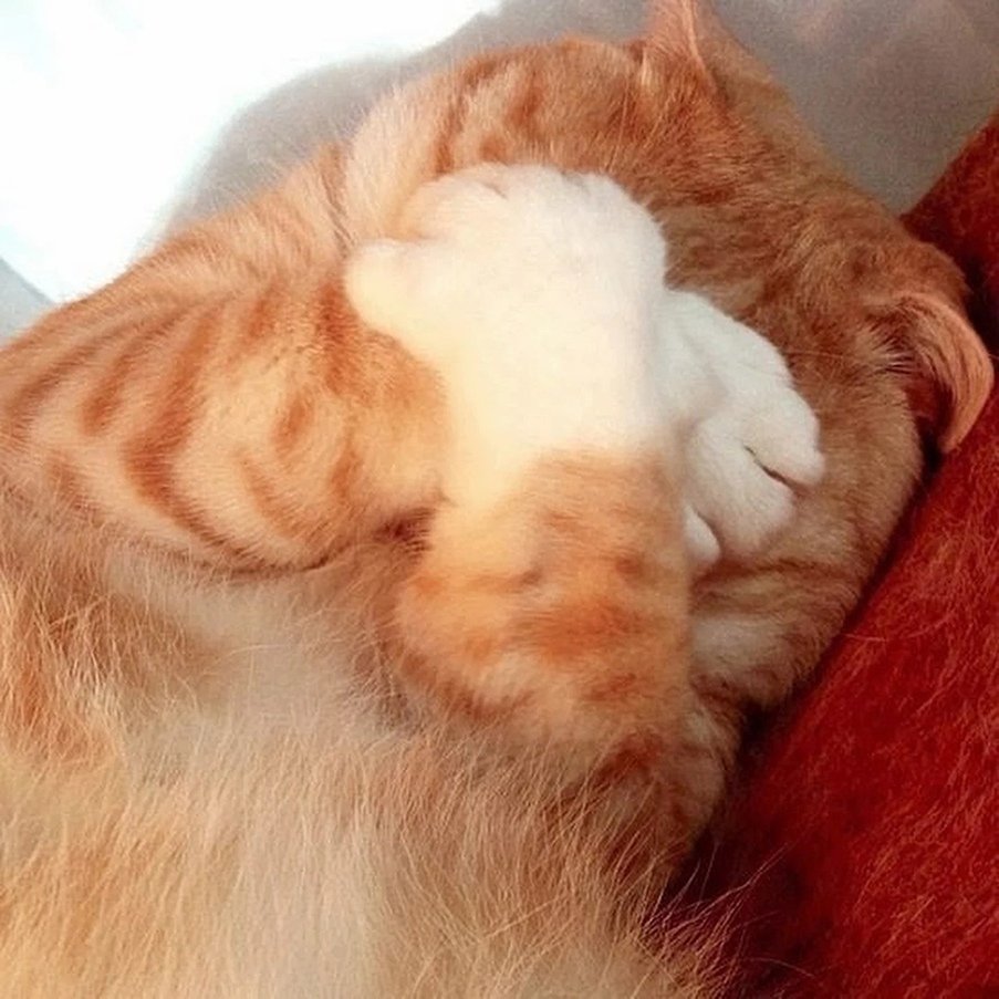 Котик стесняется